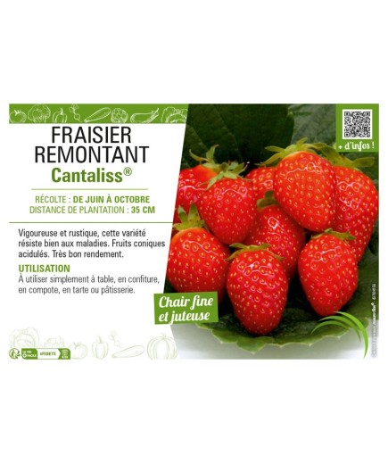 FRAISIER REMONTANT CANTALISS®