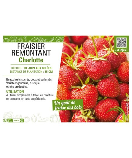 FRAISIER REMONTANT CHARLOTTE
