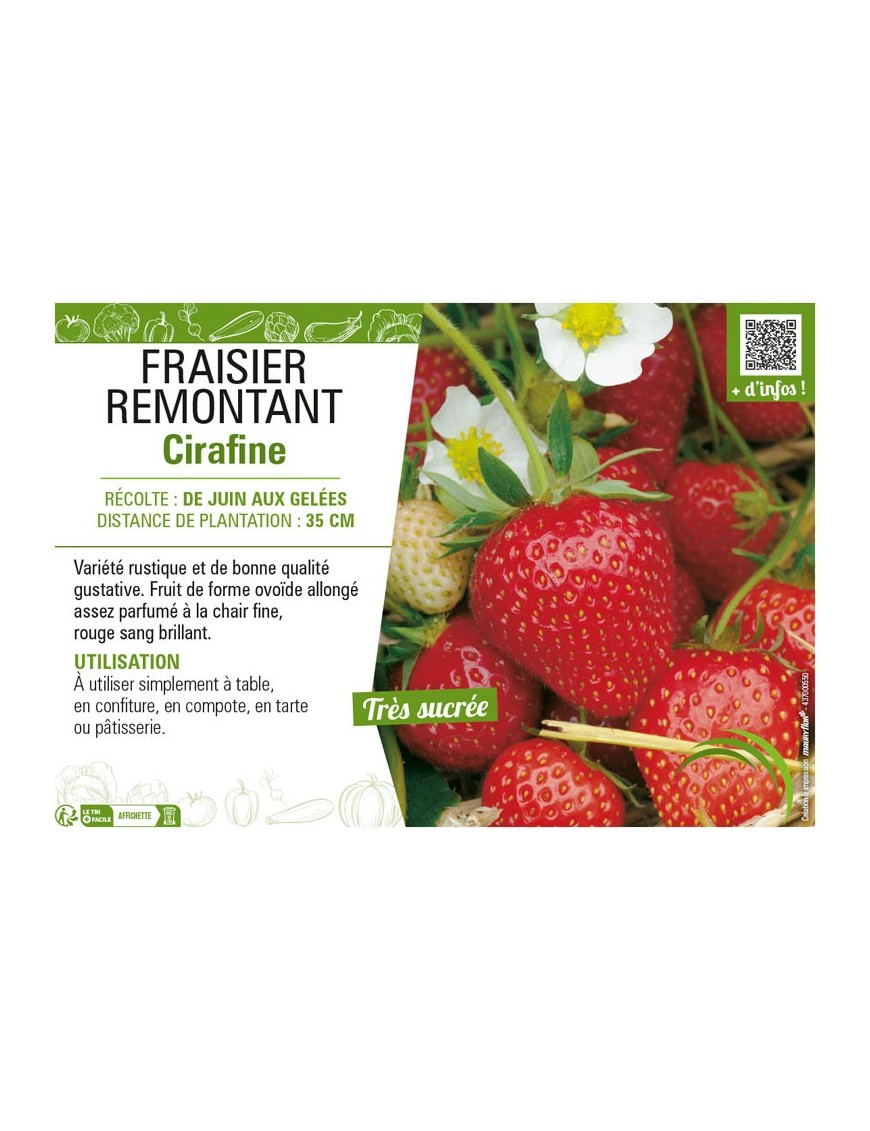 FRAISIER REMONTANT CIRAFINE