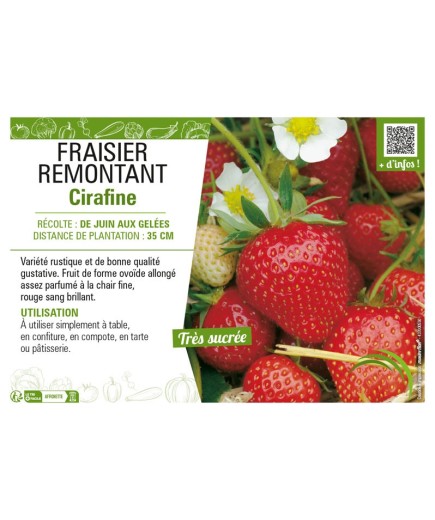 FRAISIER REMONTANT CIRAFINE