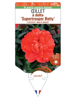 DIANTHUS deltoides Supertrouper Betty voir Œillet à delta