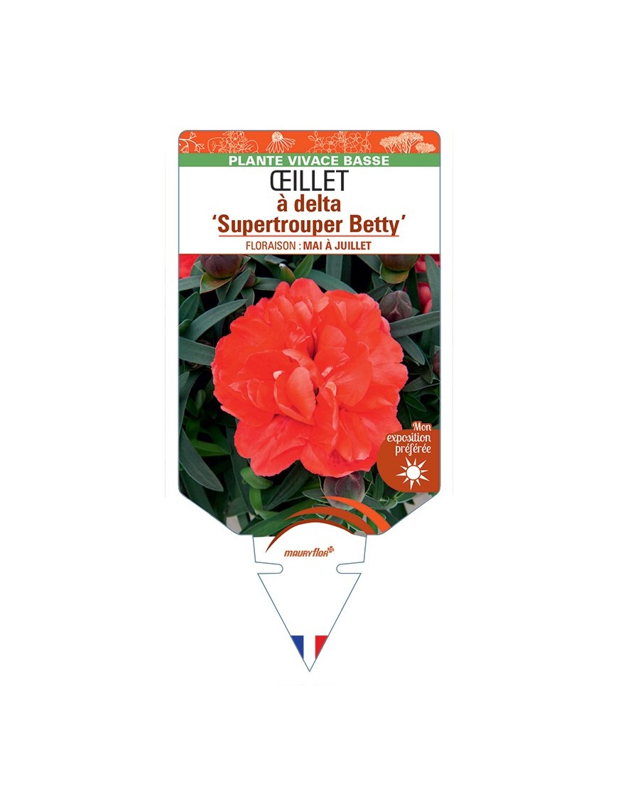 DIANTHUS deltoides Supertrouper Betty voir Œillet à delta