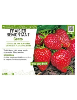 FRAISIER REMONTANT GENTO