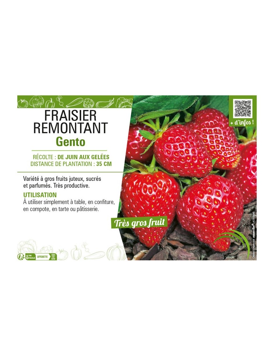 FRAISIER REMONTANT GENTO