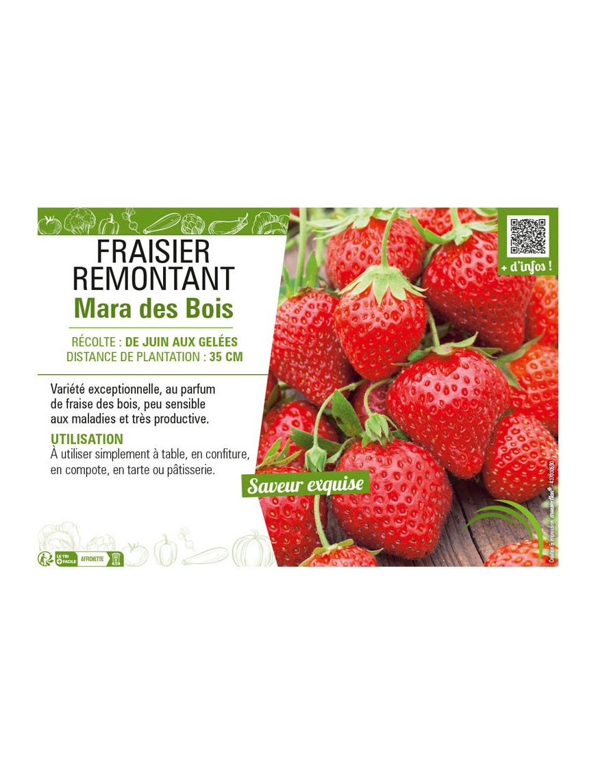 FRAISIER REMONTANT MARA DES BOIS