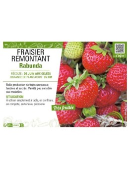 FRAISIER REMONTANT RABUNDA