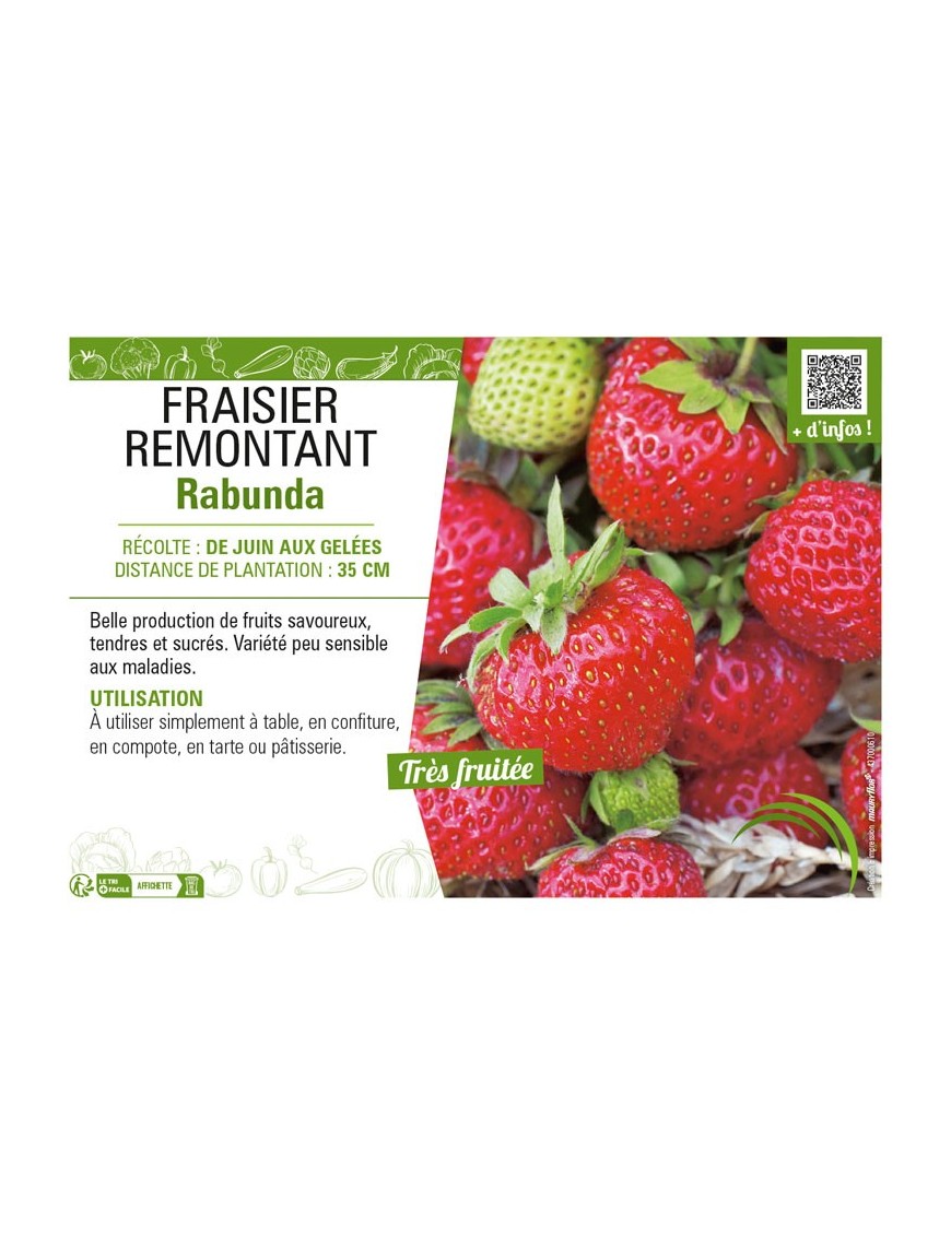 FRAISIER REMONTANT RABUNDA