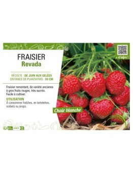 FRAISIER REVADA