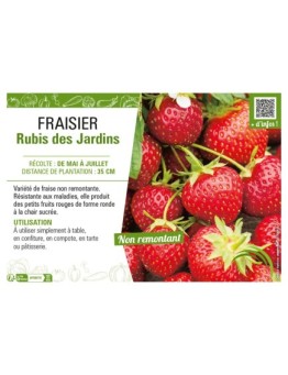 FRAISIER RUBIS DES JARDINS