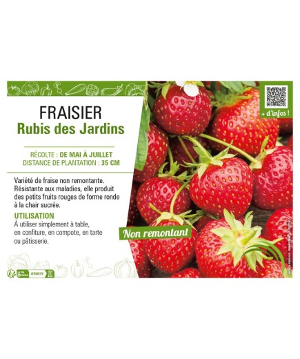 FRAISIER RUBIS DES JARDINS