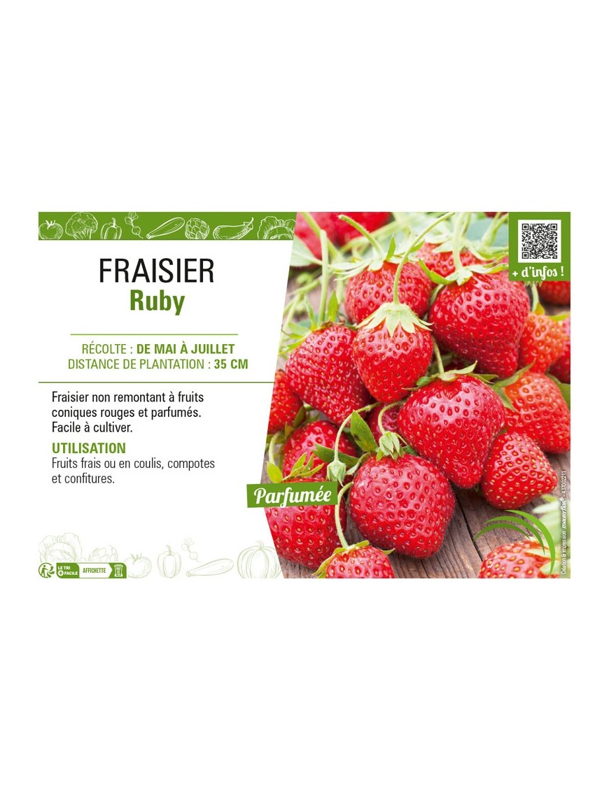 FRAISIER RUBY