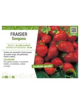 FRAISIER SENGANA