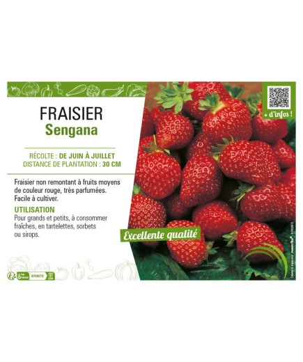 FRAISIER SENGANA