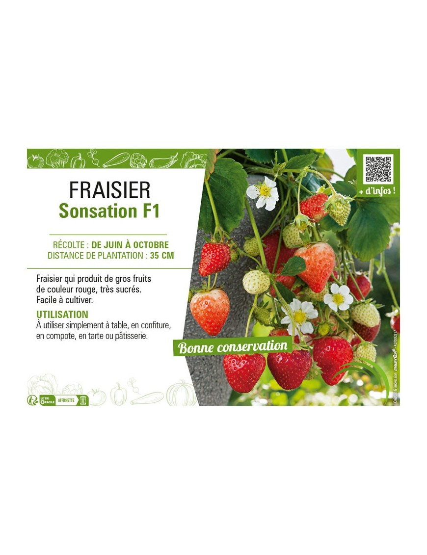 FRAISIER SONSATION F1