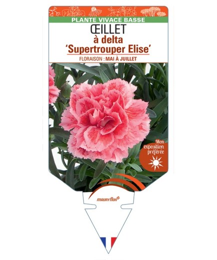 DIANTHUS deltoides Supertrouper Elise voir Œillet à delta