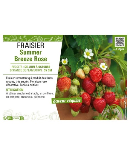 FRAISIER SUMMER BREEZE ROSE