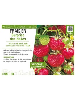 FRAISIER SURPRISE DES HALLES