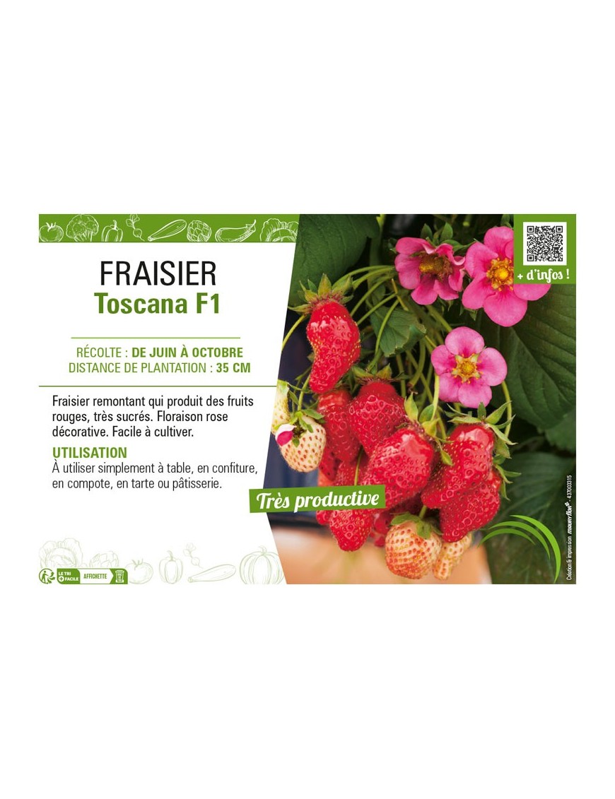 FRAISIER TOSCANA F1