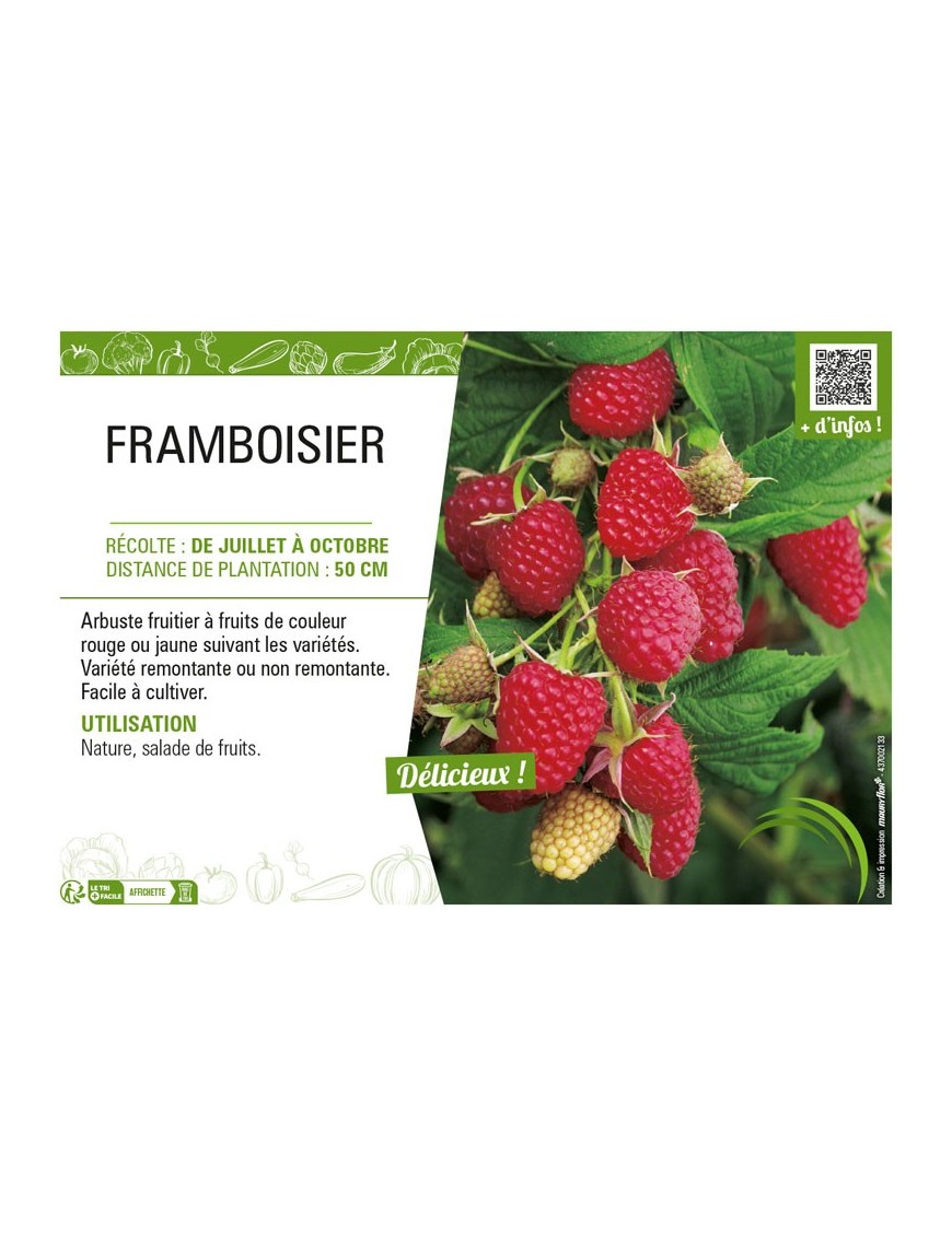 FRAMBOISIER