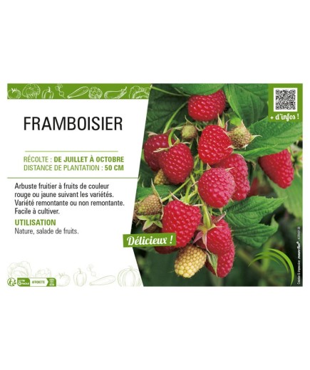 FRAMBOISIER