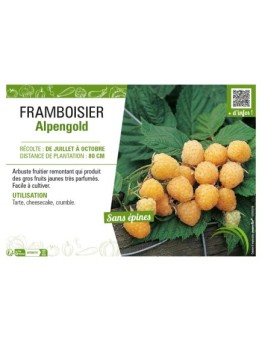 FRAMBOISIER ALPENGOLD