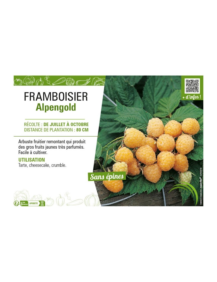 FRAMBOISIER ALPENGOLD