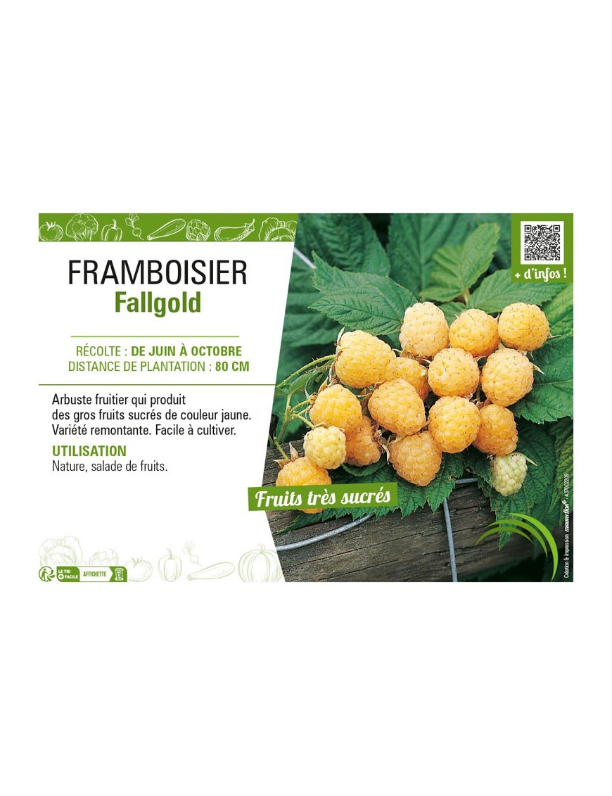 FRAMBOISIER FALLGOLD