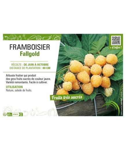 FRAMBOISIER FALLGOLD