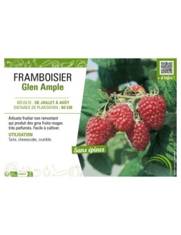 FRAMBOISIER GLEN AMPLE