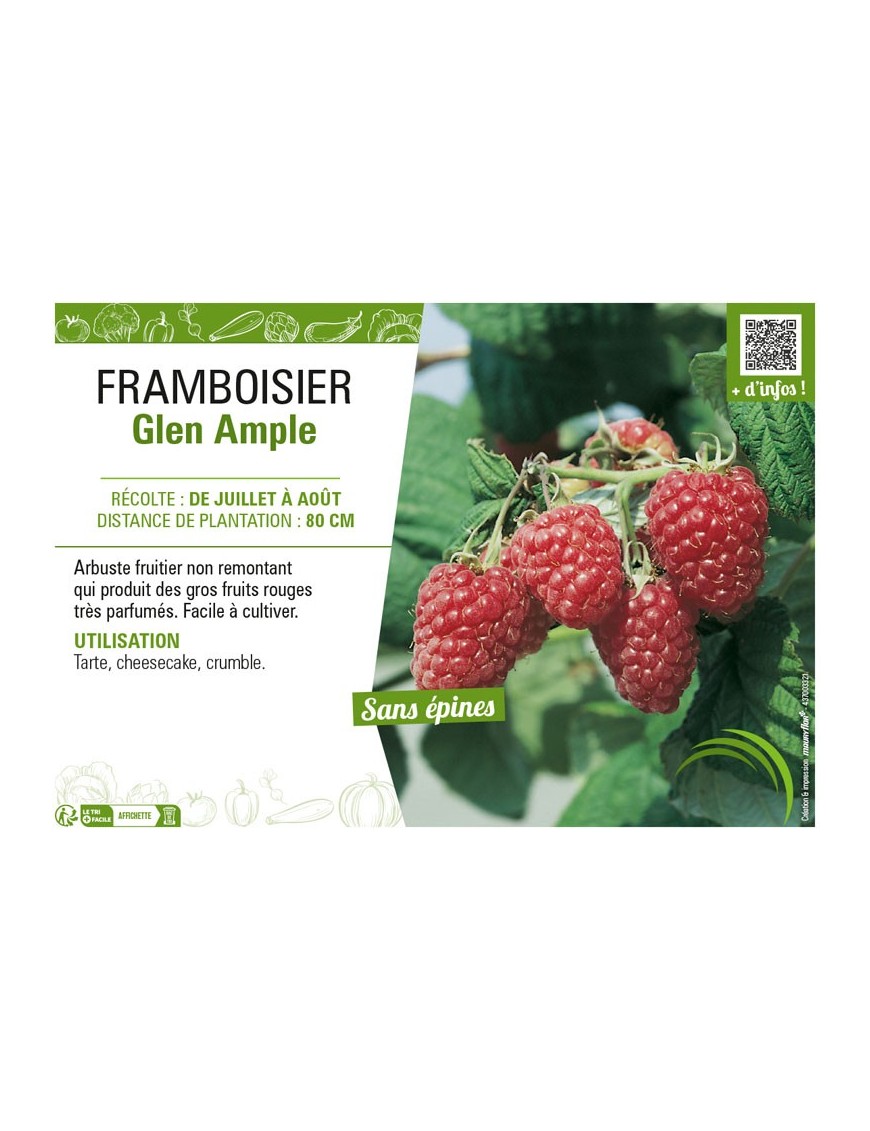 FRAMBOISIER GLEN AMPLE