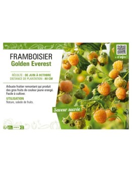 FRAMBOISIER GOLDEN EVEREST