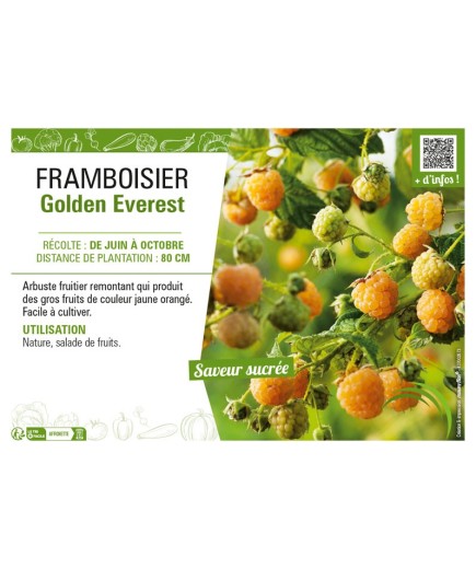 FRAMBOISIER GOLDEN EVEREST