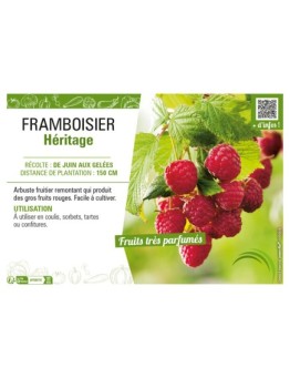 FRAMBOISIER HÉRITAGE