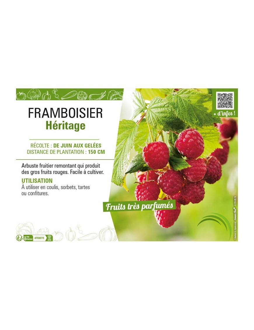 FRAMBOISIER HÉRITAGE