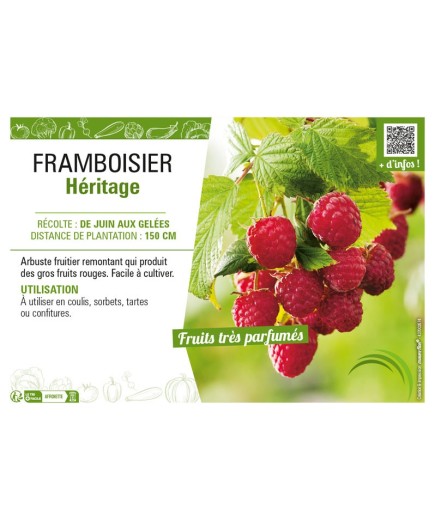 FRAMBOISIER HÉRITAGE