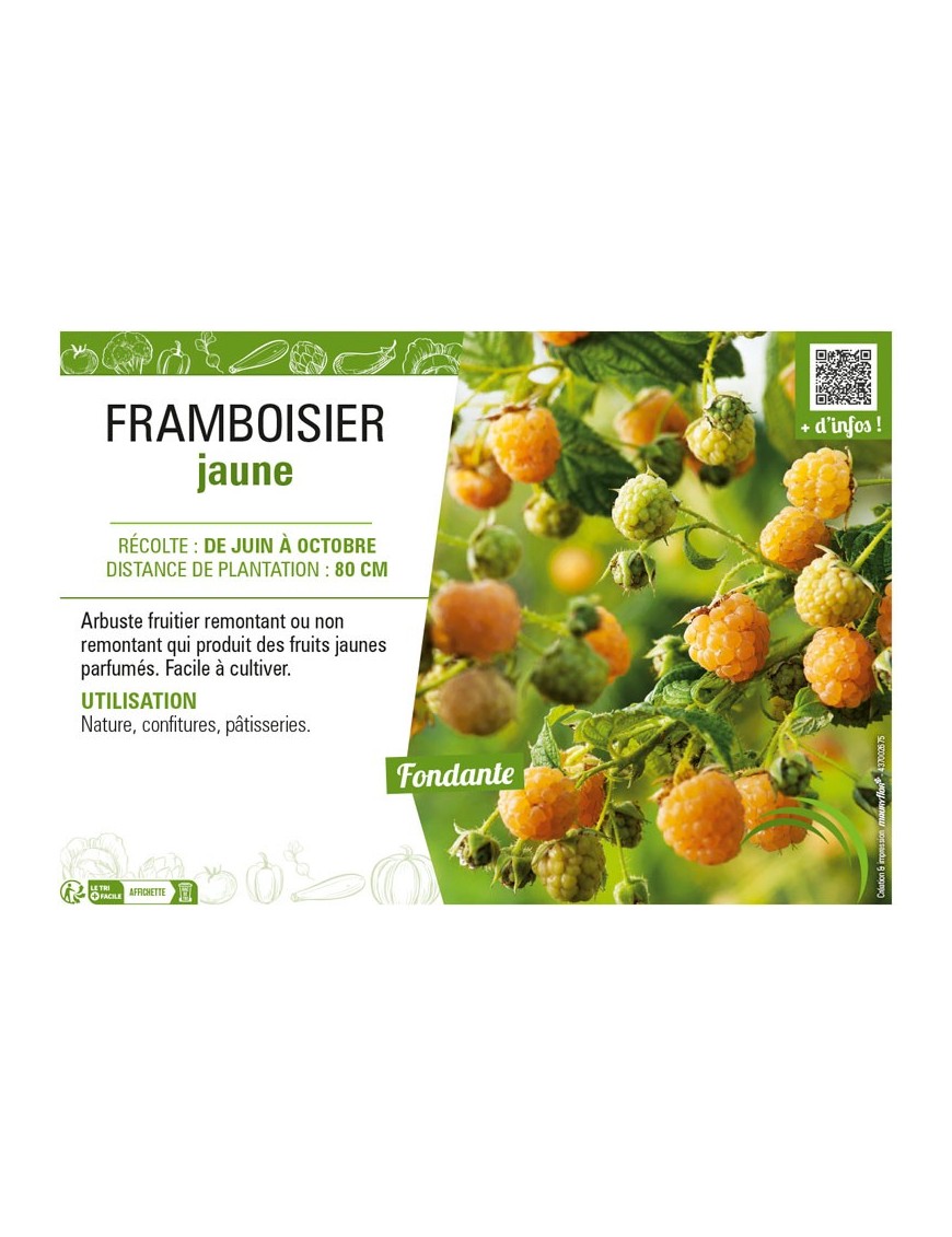 FRAMBOISIER JAUNE