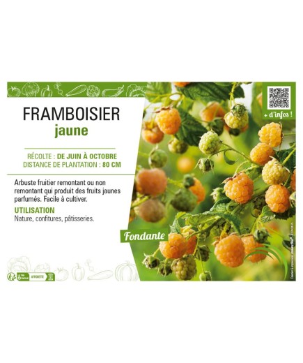 FRAMBOISIER JAUNE