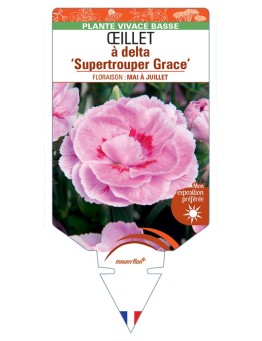 DIANTHUS deltoides Supertrouper Grace voir Œillet à delta