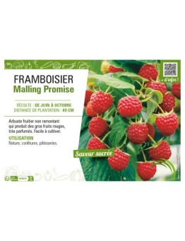 FRAMBOISIER MALLING PROMISE
