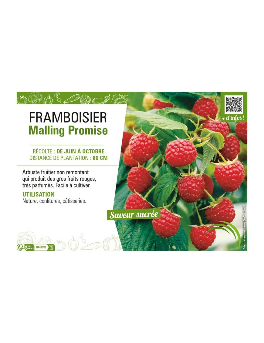 FRAMBOISIER MALLING PROMISE