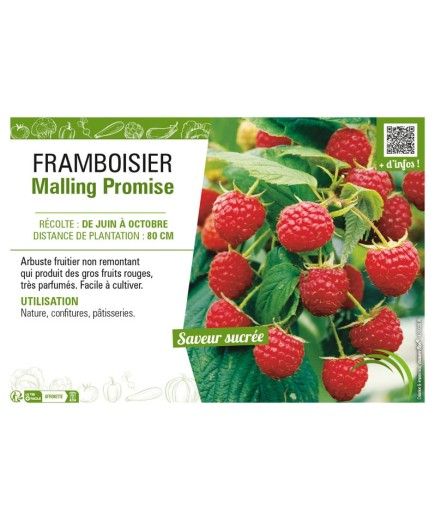 FRAMBOISIER MALLING PROMISE