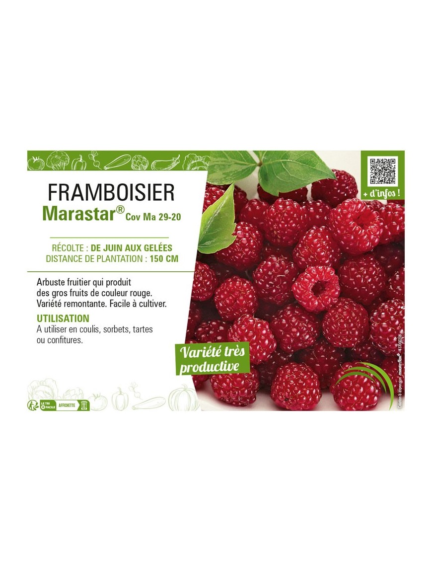 FRAMBOISIER MARASTAR®