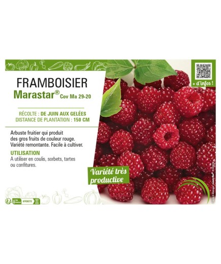 FRAMBOISIER MARASTAR®
