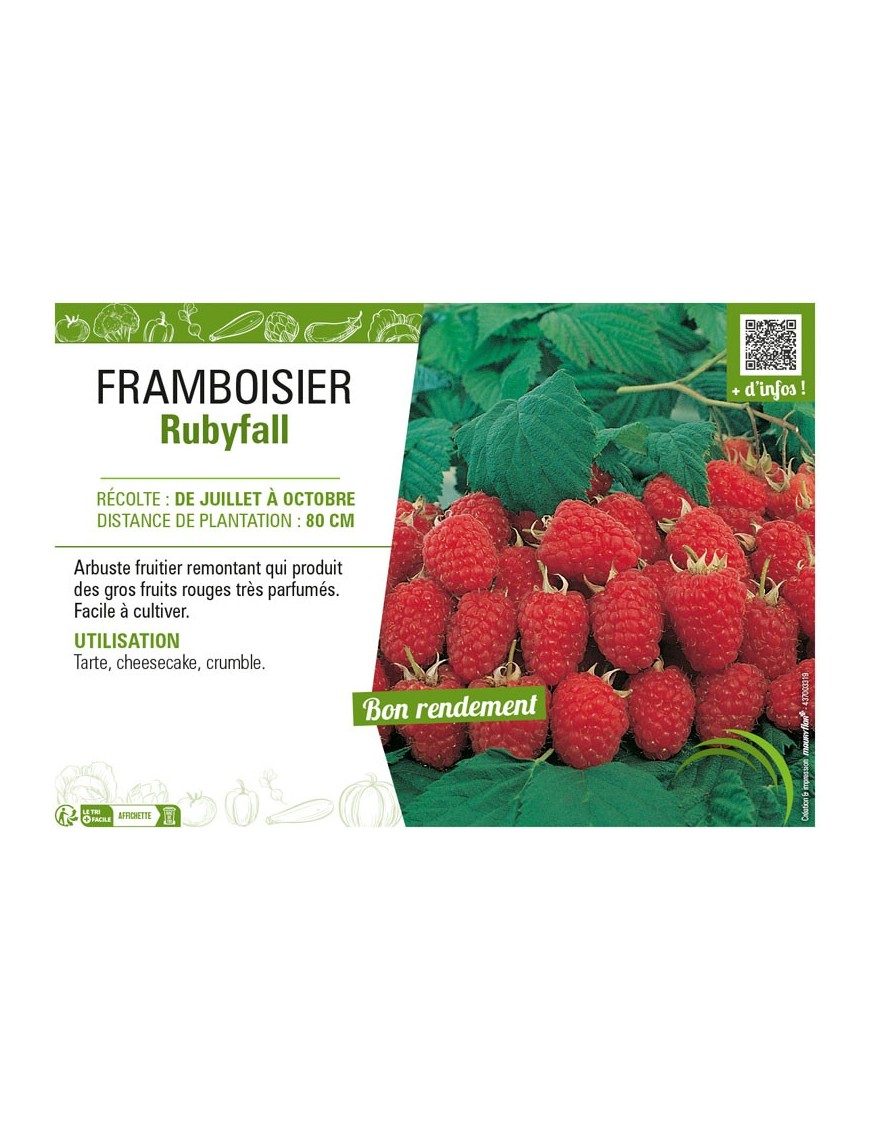 FRAMBOISIER RUBYFALL