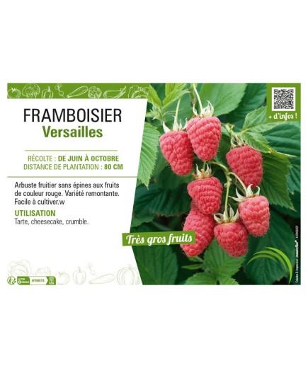 FRAMBOISIER VERSAILLES