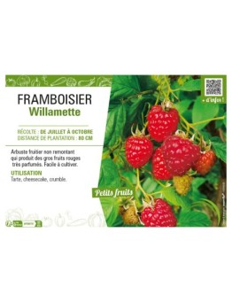 FRAMBOISIER WILLAMETTE