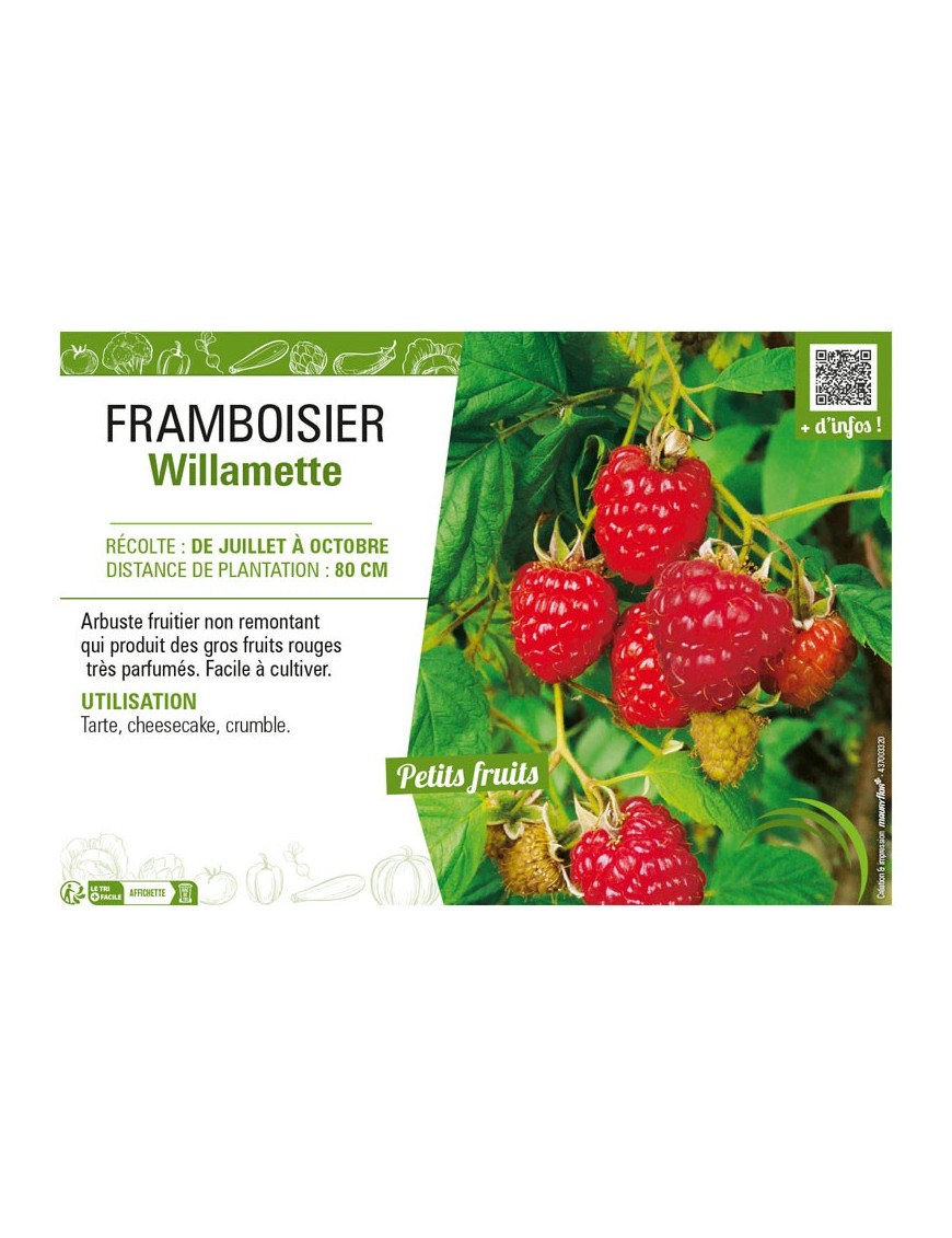 FRAMBOISIER WILLAMETTE