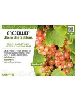 GROSEILLIER (À GRAPPES) GLOIRE DES SABLONS