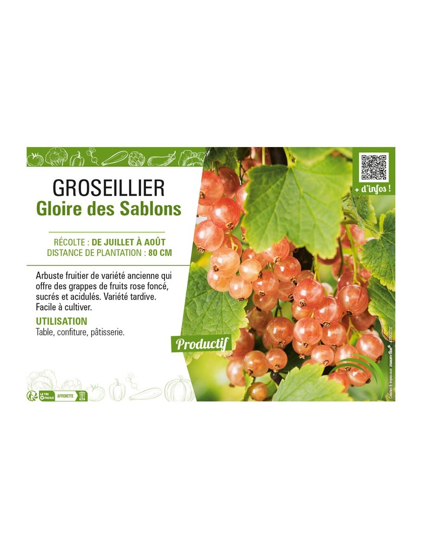 GROSEILLIER (À GRAPPES) GLOIRE DES SABLONS
