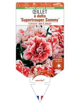 DIANTHUS deltoides Supertrouper Sammy voir Œillet à delta